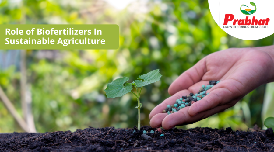 Biofertilizers In Sustainable Agriculture