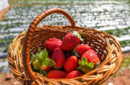 Strawberry season in Hyderabad: The best desserts to eat right now