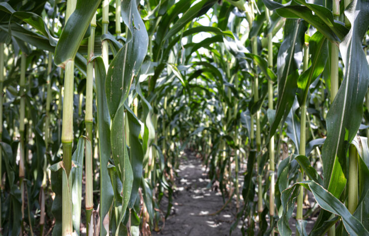 Young green corn growing on the field, background. Texture from young plants of corn, green background.