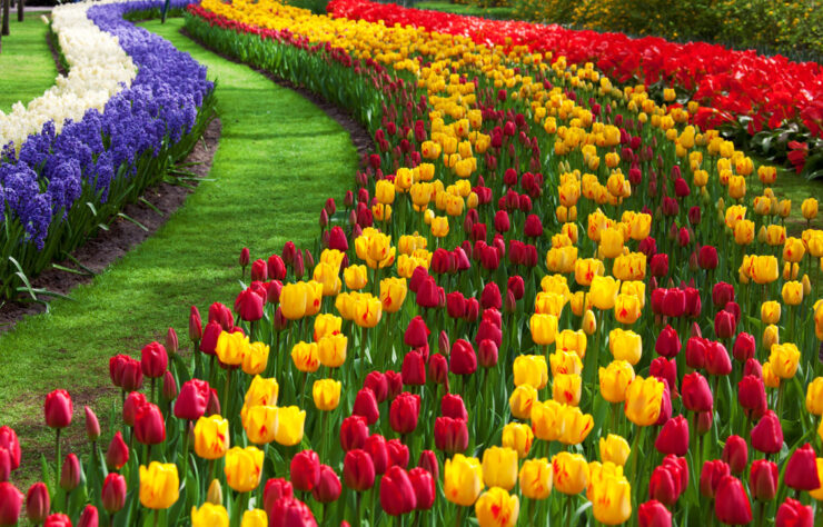 tulip-flower-garden